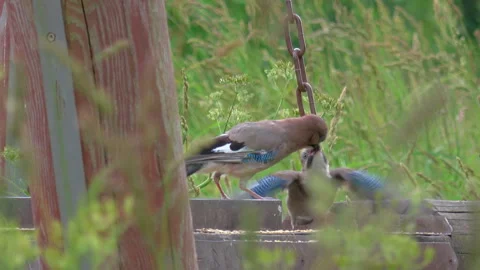Two Eurasian jays on a feeder 스톡 동영상 339127815