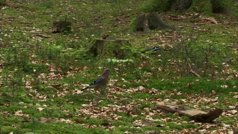 Two eurasian jays foraging on forest floor Stock Footage 324559771