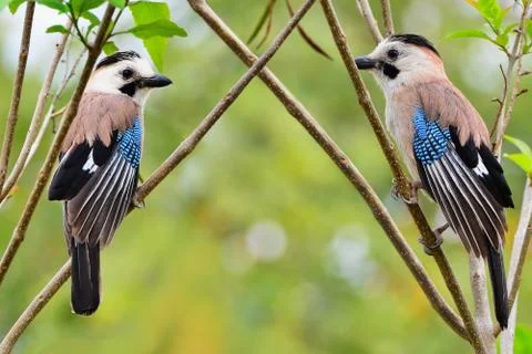 Two eurasian jays Stock Photos