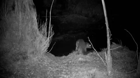 Two Eurasian Otter Cubs, One on Riverbank and One Swimming, Daytime Stock Footage 182867989