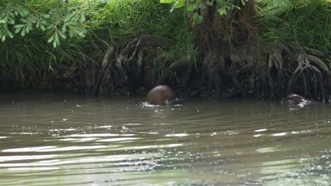 Two eurasian otters (Lutra lutra) playing in water Stock Footage 134345562