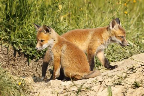 Two eurasian red fox cubs in natural habitat ( Vulpes ) Stock Photos