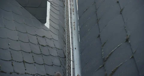 Two Eurasian Red Squirrels running on roof Stock Footage 139393024