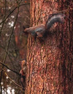 Two eurasian red squirrels (Sciurus vulgaris)play on a tree Foto stock