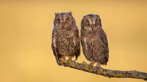 Two eurasian scops owl chicks sitting on a bough with yellow moss in spring Stock Photos