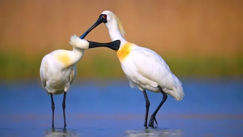 Two eurasian spoonbills interacting in the water Vidéo 334635222