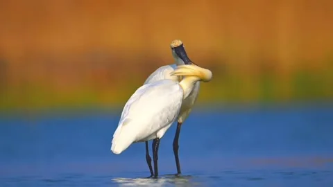 Two eurasian spoonbills preening each other in the water Vídeos de archivo 334635667
