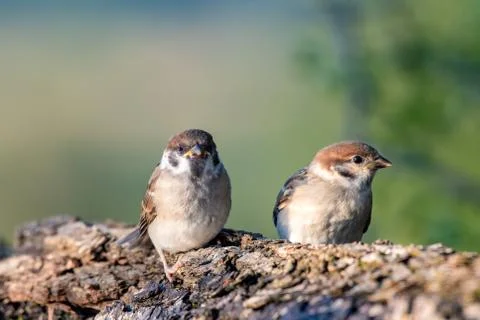 Two Eurasian tree sparrow (Passer Montanus) sitting sideways by small pond in Stock Photos