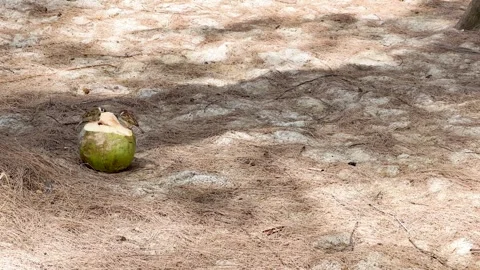 Two Eurasian Tree Sparrows Eating From a Green Coconut on Sandy Ground 스톡 동영상 328779203
