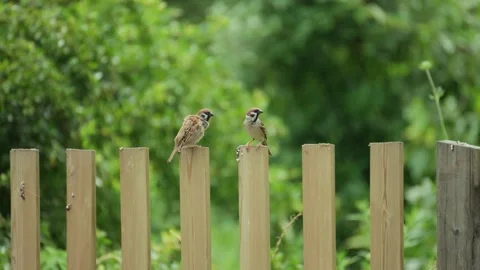 Two eurasian tree sparrows perched on a wooden fence in a garden Stock Footage 341939586