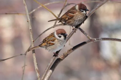 Two eurasian tree sparrows sit side by side. Stock Photos