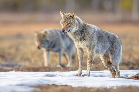 Two Eurasian Wolf looking Stock Photos