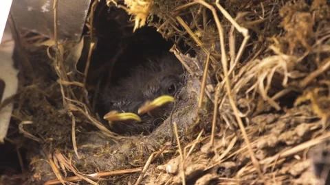 Two Eurasian wren chicks peek and play inside nest built in a daylight lamp c Stock Footage 313953449
