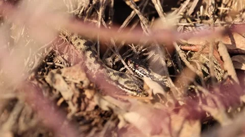 Two European adders crossing paths in natural habitat Stock-Footage 323725536
