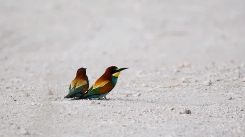 Two European bee-eater (Merops apiaster) sit on the ground and look around Stock-Footage 109123043