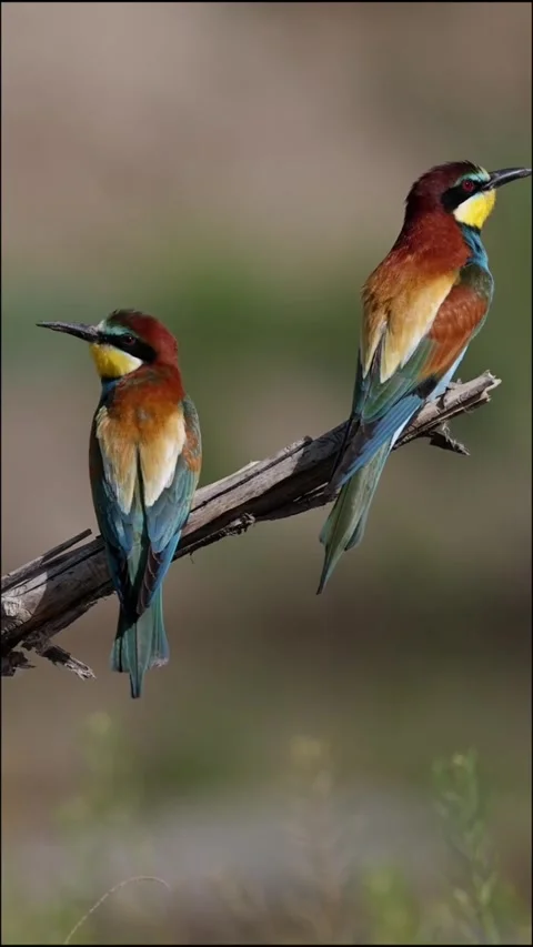Two european beeeaters perched on a branch in natural habitat Stock-Footage 335248724