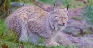 Two European Lynx Cats Rests In The Forest Stock Footage