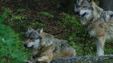 Two European Wolves looking around in the Bavarian Forest Vídeos de archivo 258445646