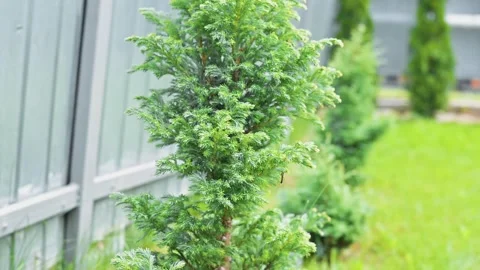 Two evergreen trees are shown in a garden. The trees grow along a fence, Видео 344670978