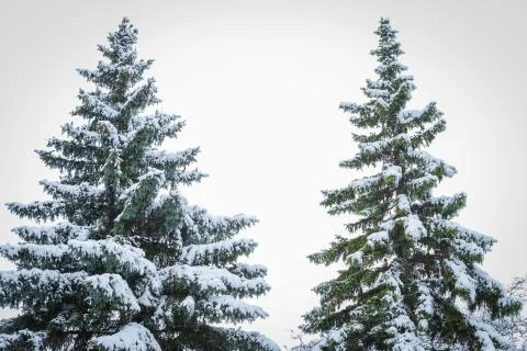 Two evergreen trees side with fresh snow fall on leaves Stock Photos