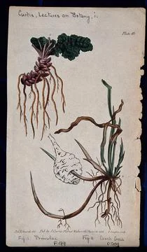 Two examples of different root systems: a denticulate primrose rootstock an.. Stock Illustration