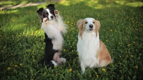 Two Excited Border Collie waiting for human to throw her a ball so she can aport Stock Footage 135615142