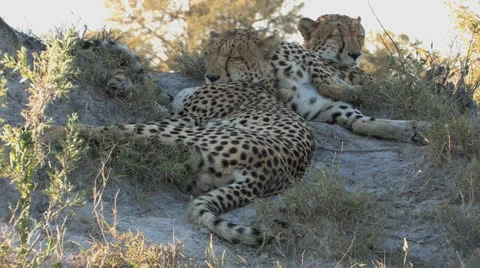 Two Exhausted Cheetahs Stock Footage 22575843