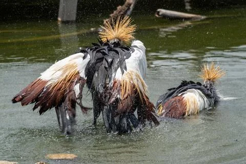 Two exotic birds bathing in calm pond showcasing their colorful feathers an.. Foto stock