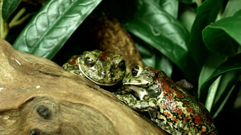 Two exotic frogs Stock Footage 203878347
