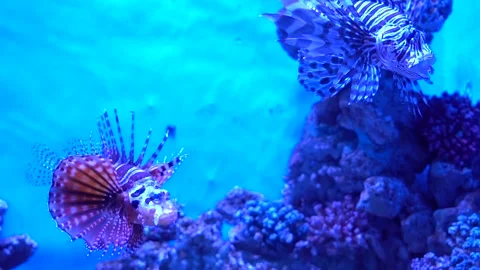 Two exotic lionfish with vibrant striped patterns and long, feathery fins f.. Stock Footage 339119050