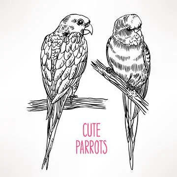 Two exotic parrot Ilustración de archivo