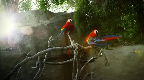 Two Exotic Parrots on a Branch Stock Footage 22379539
