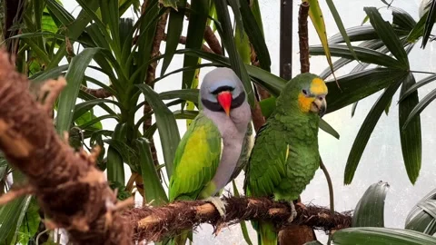 Two exotic parrots rest on a branch surrounded by tropical greenery in a lush 스톡 동영상 305248430