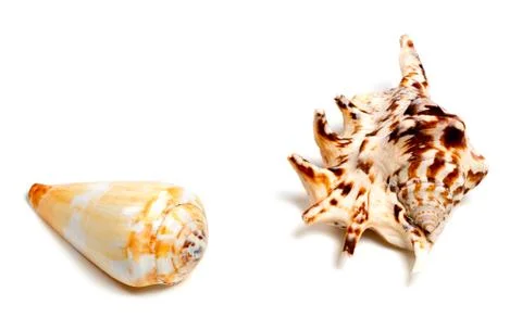 Two exotic seashells on white Foto stock