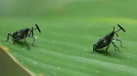 Two exotic snout beetle on the tree leaf Stock Footage 64102741