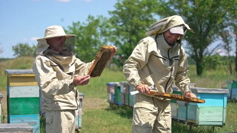 Two experienced apiarists holding heavy honey frames covered with bees. Stock Footage 218643523