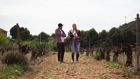Two expert farmers discussing analyzing quality of grapevines while walk th.. Stock Footage 332857841