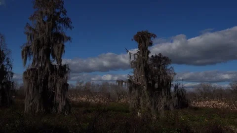 Two extraordinary trees with strikingly cool shapes create stunning beauty! Stock Footage 329154350