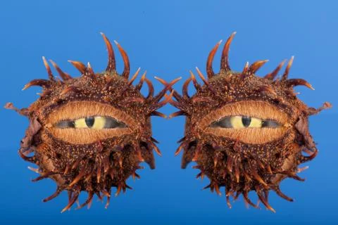 Two eyes inside split conkers Stock Illustration