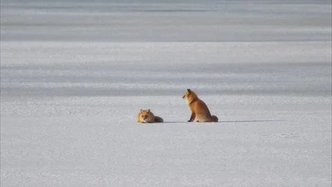 Two Ezo red foxes Stock Footage 320516681
