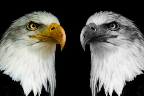 Two face eagles with black shine.  ((Haliaeetus albicilla) Stock Photos