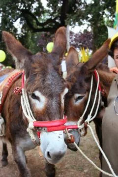 Two faces of donkeys 库存照片