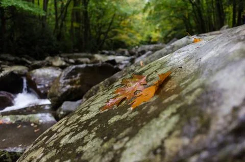 Two fall leaves on river rock Stock Photos