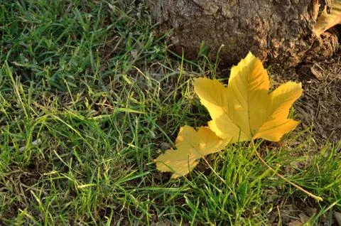 Two fallen leaves Stock Photos