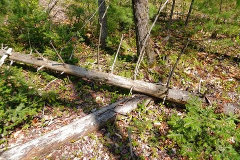 Two fallen logs cross each other on a sunlit forest floor surrounded Photos