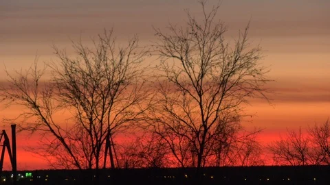 Two fallen trees against a red sunset Stock Footage 98077553