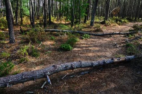 Two fallen trees in the forest of the Natural Park Southwest Alentejano and V Stock Photos