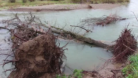 Two fallen trees in the river. Uprooted dead trees lying on calm flowing water Video stock 152987987