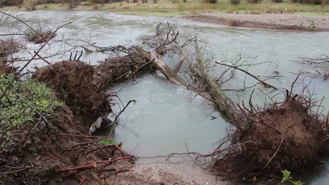 Two fallen trees in the stream of the river. Uprooted trees in the river Stock Footage 152987591