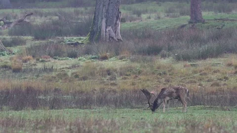 Two fallow buck grazing on the meadow, mating time Stock Footage 125860340